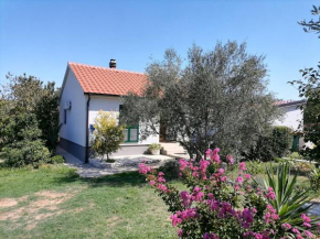 House Pansy, Pasman